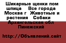 Шикарные щенки пом шпица  - Все города, Москва г. Животные и растения » Собаки   . Архангельская обл.,Пинежский 